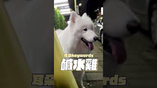 狗子動手不動口拳上鹹水雞 #samoyed #samoyeddobby #pets #毛小孩 #寵物 #狗狗 #萌寵