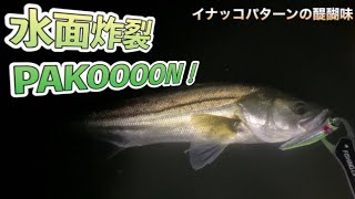 【シーバス調査】水面炸裂！ガボッツ90が有ればイナッコパターンが10倍楽しくなるよ🤤