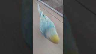 換羽期で辛くても生きるために食べるインコ🐥関西弁のくーちゃん🐥