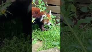 風太くんの朝散歩1🐾202404 #レッサーパンダ #redpanda #千葉市動物公園