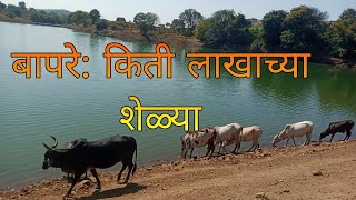 बापरे: किती लाखाच्या शेळ्या l sheli palan in maharashtra l sheli palan chara niyojan