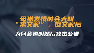 母猫发情时会大叫“求交配”，但交配后为何会惨叫然后攻击公猫？