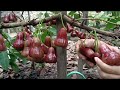 metik lagi u0026 lagi... selalu jambu mh