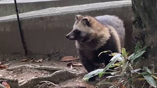 八木山動物公園   ホンドタヌキ   育三郎と仲間たち💕