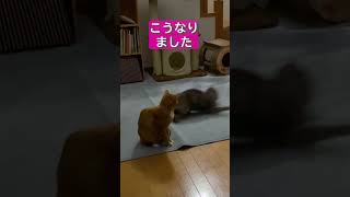 兄妹猫ケンカが可愛すぎる