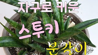 자구를 떼어 키운 스투키 분갈이 했어요  Change Stooky Flowerpot