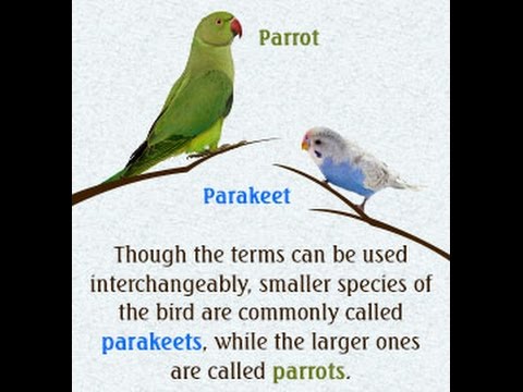 Difference Between Cockatoo And Cockatiel