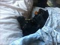 miniature pinscher sleeps like a person