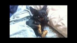 Miniature Pinscher Sleeps Like A Person!