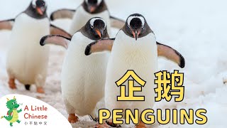 All About Penguins in Chinese 企鵝 | Educational Chinese Videos for Babies, Kids & Toddlers