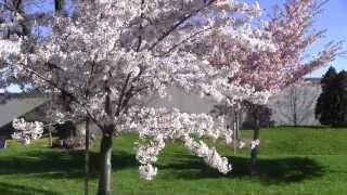 2013 May Toronto SAKURA Cherry Blossoms  JCCC Japanese Canadian Cultural Centre a2 m