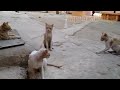 cat mating female in heat closely caught on cam