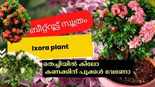 തെച്ചിയിൽ ഇനി കിലോ കണക്കിന് പൂക്കൾ ഉണ്ടാകും ഇങ്ങനെ ചെയ്തു നോക്കു|Beetrootfertilizer/tonic