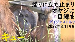 キューさん（53歳）がおやつを食べて、機嫌良く見学者さんとコミュニケーション　オランウータン　多摩動物公園　2022年8月19日