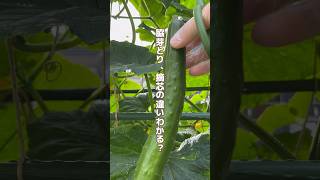 きゅうりの脇芽とりと摘芯の違い🥒 #家庭菜園 #youtubeshorts #ガーデニング #きゅうり栽培