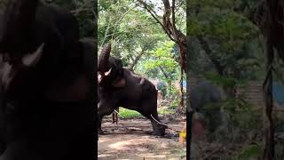 #shorts തളി ആനേ പനിനീര് 😂 #ആന #elephant #funny #tiktok #malayalam #guruvayoor