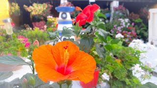 La planta hibiscus cómo se siembra en el suelo 🌷 y sus cuidados 🌷