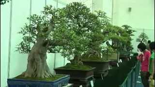 Bonsai Cina - Part 1_Ottava Guangdong, Hong Kong Bonsai (Chencun).