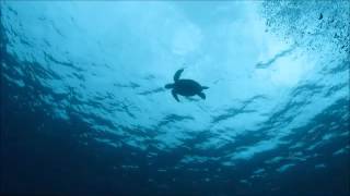 ウミガメの呼吸・ダイビング慶良間諸島