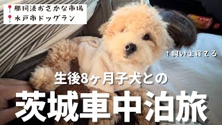 飼い主が大好きすぎる子犬と車中泊をした結果【茨城グルメ/観光/旅行/犬連れ】