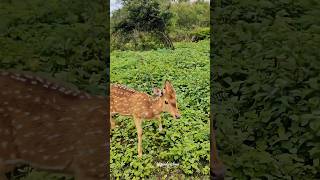 കാട്ടിലൂടെ ഒരു യാത്ര 🌻🌼