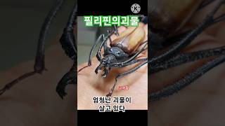 ♧민가근처의 괴물하늘소??!!♧