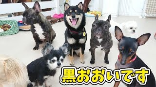 黒犬さん多めです。 🐶ひみつきちなう！②🐶 (チワワ,ミニピン,フレブル,柴犬) 2019年7月3日