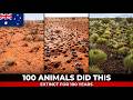 Australia Released 100 Bilbies Into A Fenced Desert — What They Did To The Earth Changed Everything