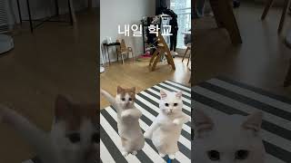 주말VS평일#고양이밈