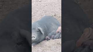 Mama pig gives birth to Berkshire Meishan Crosses Piglets on Pasture - polk pastured pork