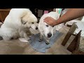 帰宅時の泥足率がほぼ100%になりつつあるルンルンです　great pyrenees　グレートピレニーズ