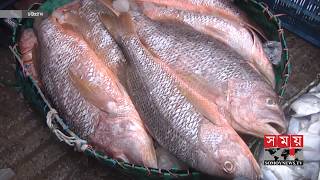 বেড়েছে সামুদ্রিক মাছের দাম | Fish Market Price