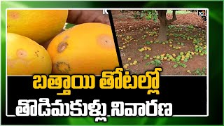 బత్తాయి తోటల్లో తొడిమకుళ్లు నివారణ | Orange Farming | Matti Manishi | 10TV