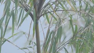 Brown parrotbill