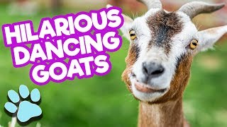 Hilarious Dancing Jumping Goats | Funny Goat Compilation | #thatpetlife