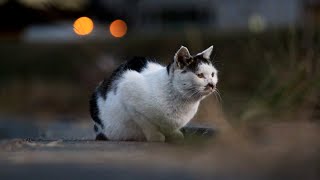 野良猫のリアルと餌