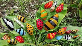 HUNTING SNAILS! Berburu Hewan Bekicot Dan Menemukan Banyak Cangkang Bekicot, Bekicot Siput Keong