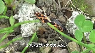 30秒の心象風景16488・つながったまま～ヒメジュウジナガカメムシ～