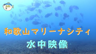 [Japanese underwater video] Wakayama Prefecture fishing spot \