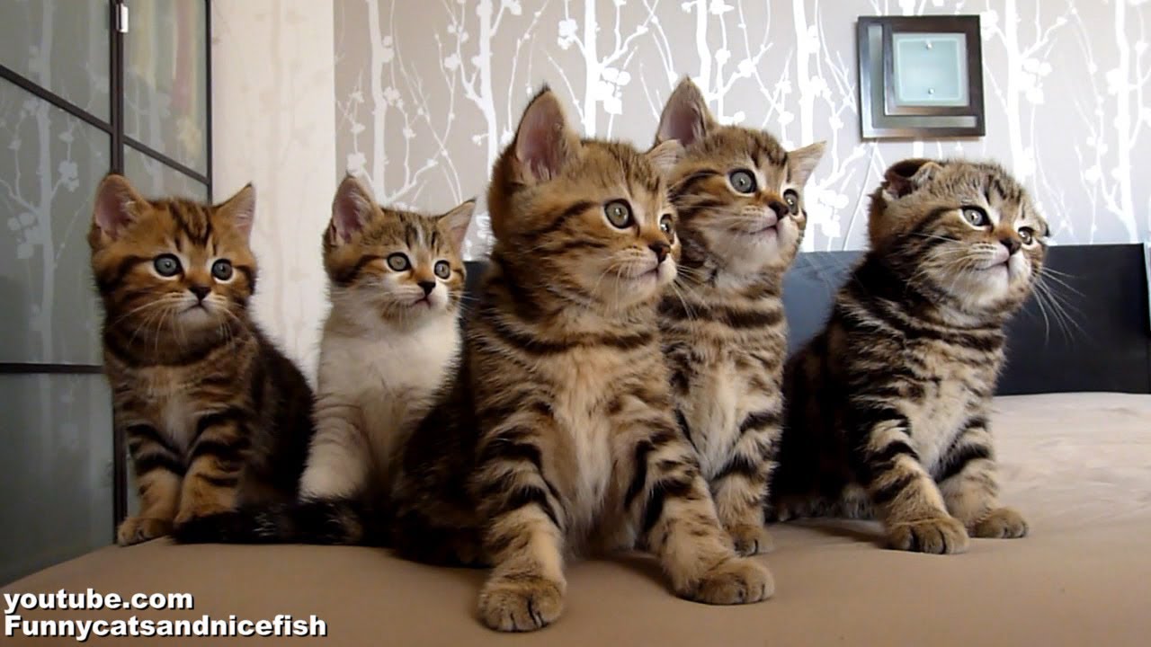 Funny Cats Choir | Dancing Chorus Line Of Cute Kittens - YouTube