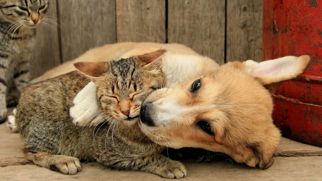 Funny Pets Compilation 3 Youtube