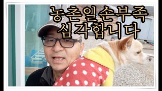 창녕 시골견 라떼와 드라이브 + 농촌 일손부족 심각합니다  - 귀농귀촌 영제농업 Ep.3