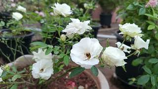 Using Simple method to propagate rose plant