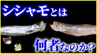 【ゆっくり解説】偽物？本物？「ししゃも」とは何者なのか？を解説