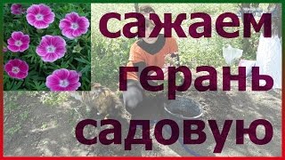 Герань садовая посадка выращивание уход размножение. Как посадить герань