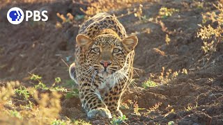 Leopard Hunts Baboon in Broad Daylight