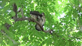 媽咪帶食物回來了！嚇我一跳！-鳳頭蒼鷹幼鳥(child of Crested Goshawk)