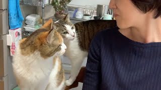 おかみさん猫使い修行　落ち込み編