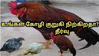 உங்கள் கோழி குறுகி நிற்கிறதா