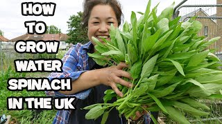 How to grow Water Spinach/Ung Choi/KangKong..空心菜 Ep 20